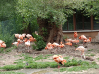 Zoo12.jpg